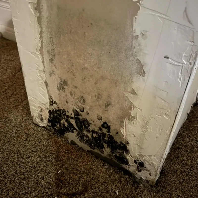 Professional Mold Removal in Valley County, NE